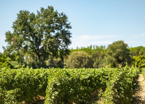 Camping du Domaine de Massereau, 5* - 43