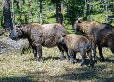 Circuit Népal et Bhoutan, Perles de l'Himalaya - 15