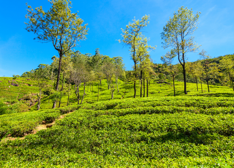 Circuit Lotus du Sri Lanka - 16