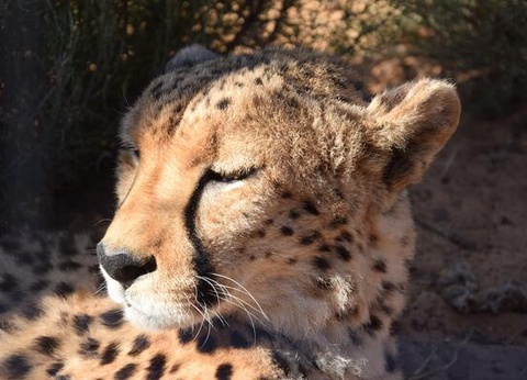 Circuit Du Parc Kruger au Cap de Bonne Espérance - 20