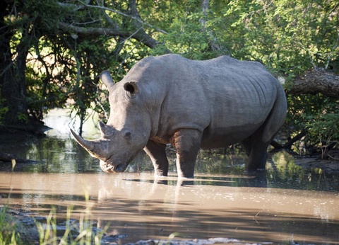 Circuit Safari au coeur des grands parcs du Kenya - 9