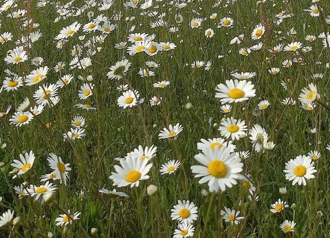 Camping Le Valenty - 45