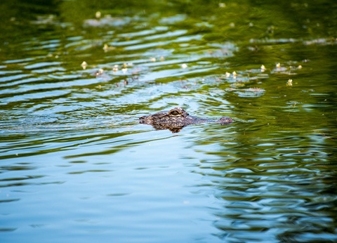 DÉCOUVERTE DE LA LOUISIANE - 6