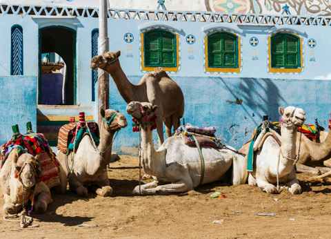 Croisière Des Temples Perdus en Dahabeya 4/5* à la Mer Rouge - 10