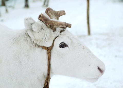 Club Jumbo Yllaskaltio (activités incluses) - 6
