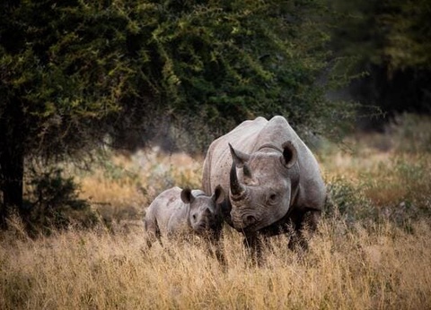 Circuit Du Parc Kruger au Cap de Bonne Espérance - 7