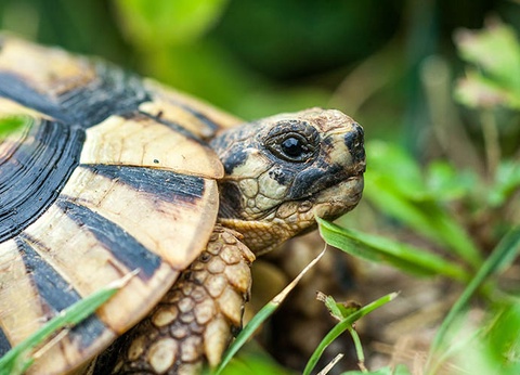 Circuit Autotour Corse Essentielle au départ de Figari - 10