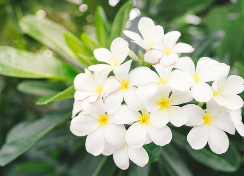 Autotour Sur les Routes de La Réunion *** - 17