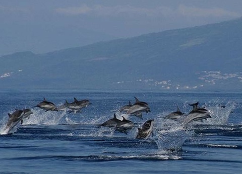 Au Coeur des Açores - Iles des Acores - 7
