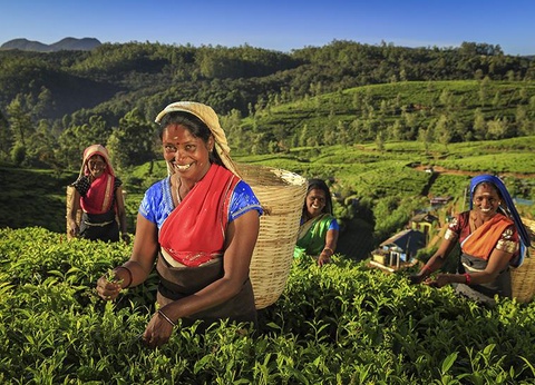 Circuit Le Sri Lanka, pays de l'Or Vert - 3