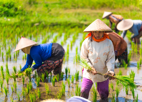 Circuit Bali Saveurs et Traditions 4* - 8