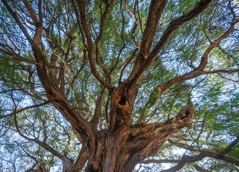 Circuit Couleurs mexicaines - 14