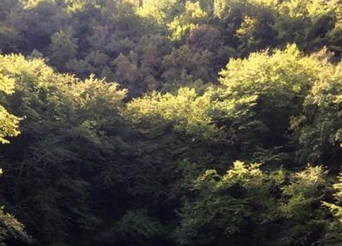 Domaine du Mas du Saboth, 4* - 85