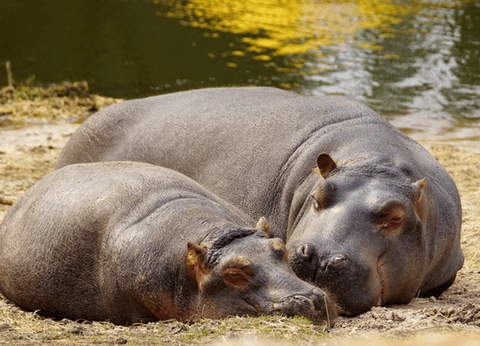 Circuit Safaris de Légende - 20