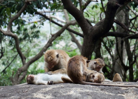 Circuit Escapade Sri Lankaise - 20