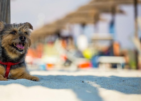 Gitavillage Talamone - 22