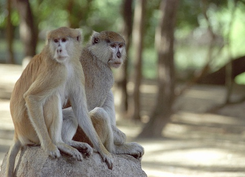 Circuit Beautés du Sénégal et balade avec les lions de Fathala - 9