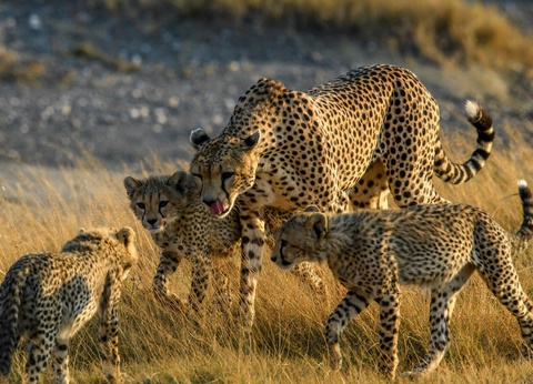 Circuit Lumières d'Afrique Safari au coeur du Kenya - 20