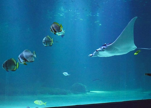 Séjour familial avec entrée à l'Aquarium Nausicaa - 3* - 23