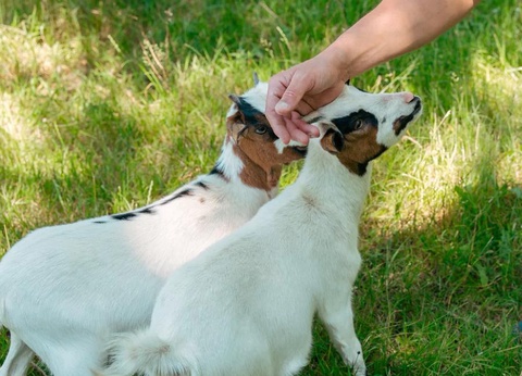 Flower Camping La Hallerais 4* - 25