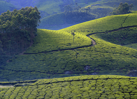 Circuit Merveilles du Kerala en Privatif - 5