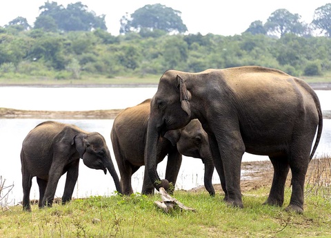 Circuit Majestueuse île de Ceylan et Jaffna - 14