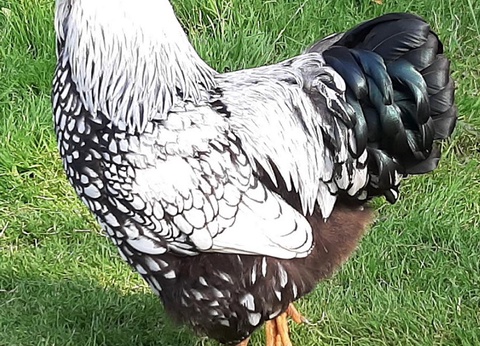 Camping Les Peupliers 3* - 19