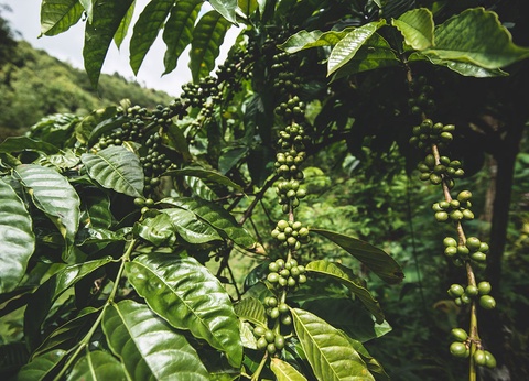 Circuit Découverte de l'Indonésie - 7