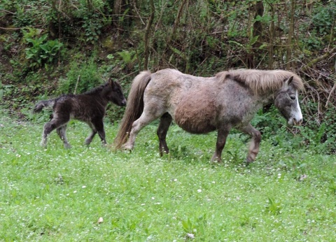 Camping L'Escapade, 4* - 38