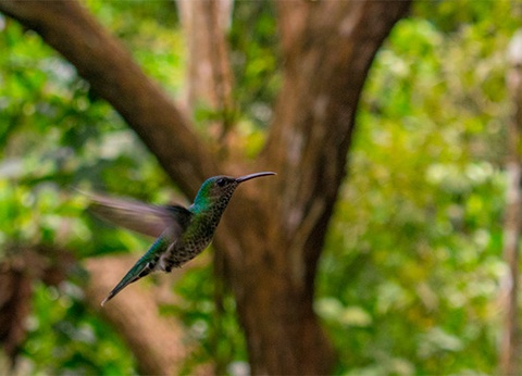 Circuit Panama authentique et plages du Pacifique (maximum 16 participants) - 15