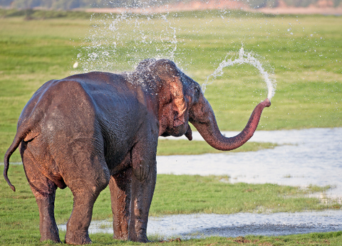 Circuit Le Royaume des Eléphants et plage en privatif - 16