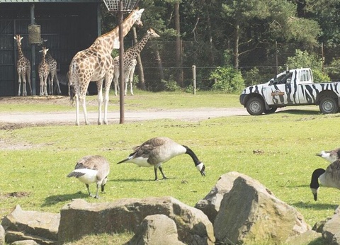 Camping Marvilla Parks - Kaatsheuvel, 4* - 24