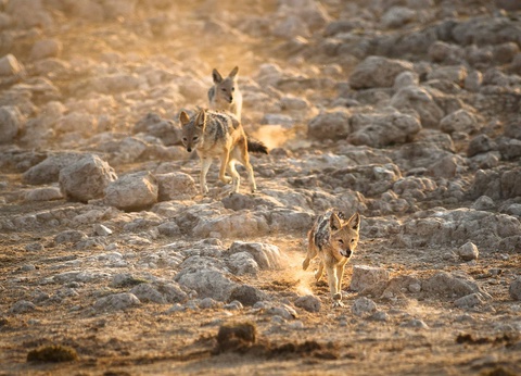 Autotour Sur les routes de Namibie **** - 7