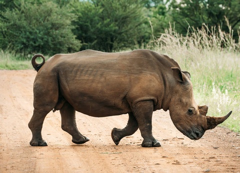 Circuit Essence d'Afrique du Sud et extension aux Chutes Victoria **** - 10