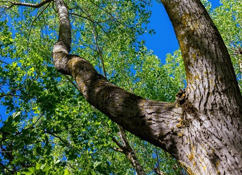 Camping Abri de Camargue, 4* - 93