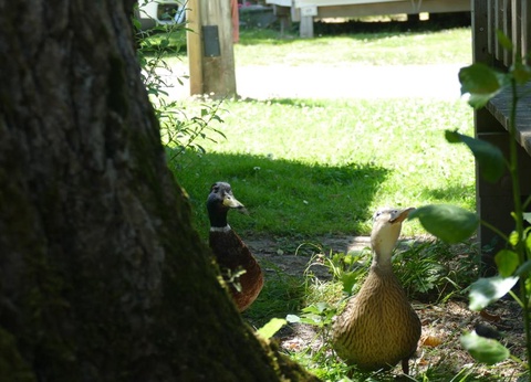 Camping Plijadur 4* - 49