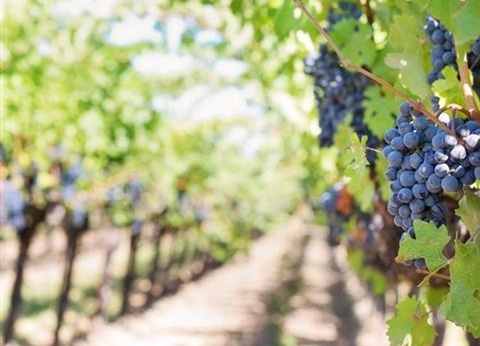 Camping Le Pressoir, 4* - 13