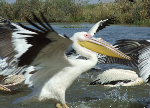 Circuit Privilège Sénégal en privatif - 18