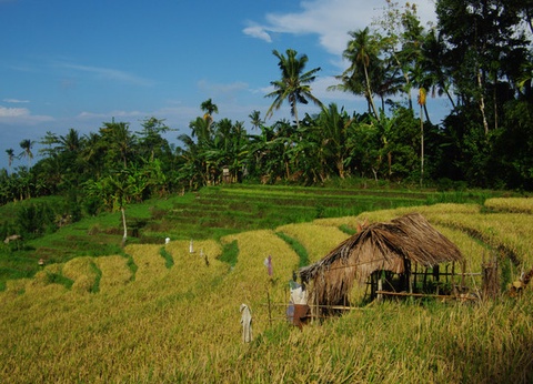 Circuit Balade à Bali - 5