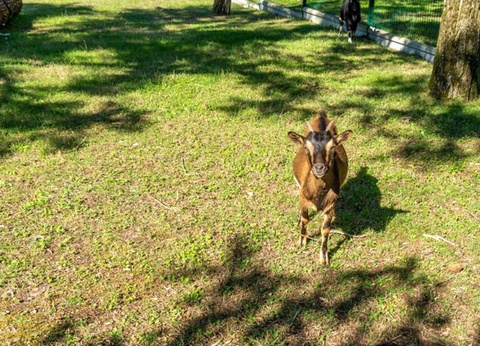 Camping Palmyre Loisirs, 4* - 16