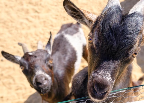 Camping Le Grand Pré - 5
