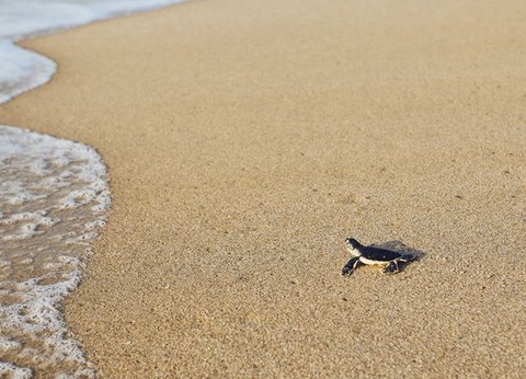 Splendeurs du Sultanat d'Oman 3/4* & Extension Dubaï 4* 11J/10N - 2025 - 18