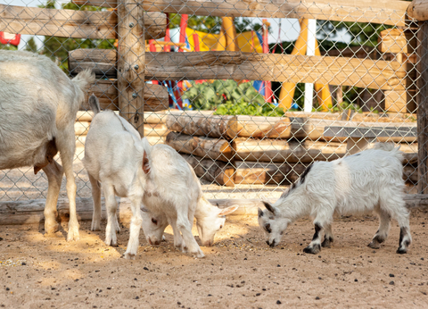 Camping Paradis La Grand'Métairie 4* - 10