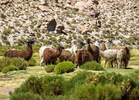 Circuit Privatif au Chili, Voyage au Coeur de l'Atacama et île de Pâques - 10