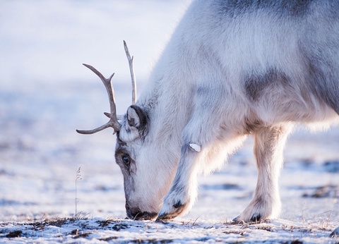 Circuit Spitzberg, voyage au-delà du cercle polaire - 8