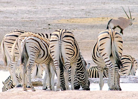 Circuit Pays himba, dunes et réserves de Namibie - 16