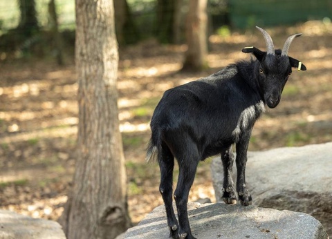 Camping Domaine de Bréhadour, 4* - 21