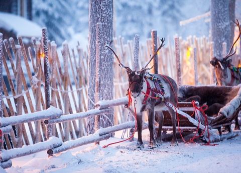 Hôtel Levi Panorama Finlande - Laponie Activités incluses 5 jours / 4 nuits - 14