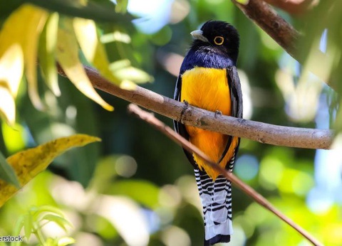 2025/2026 - Autotour De Tortuguero aux plages du Pacifique Vols flexi - 5