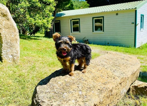 Flower Camping la Pibola, 3* - 6